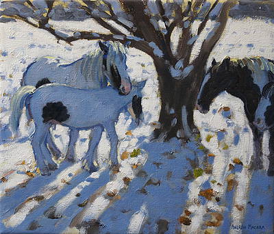 ANDREW MACARA  - skewbald ponies in winter